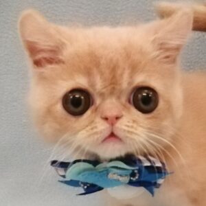 エキゾチック