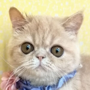 エキゾチック