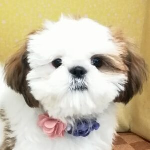 シー・ズー