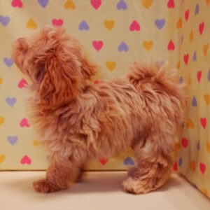 ミックス犬 - 画像 (5)