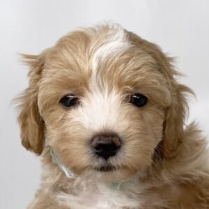 ミックス犬