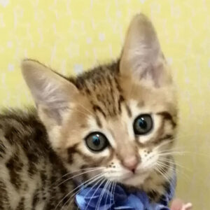 ミックス猫