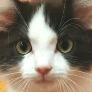 ミックス猫