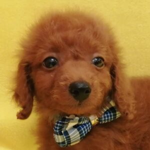 ミックス犬