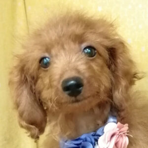 ミックス犬