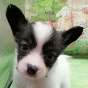 ミックス犬