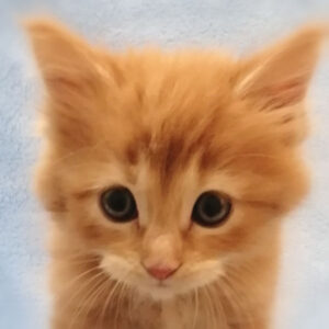 メイン・クーン・キャット