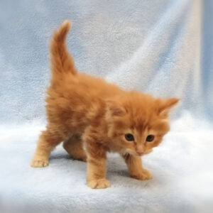 メイン・クーン・キャット - 画像 (4)
