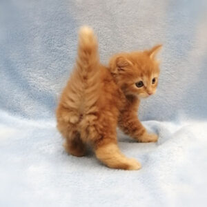 メイン・クーン・キャット - 画像 (5)