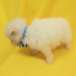 ミックス犬 - 画像 (3)