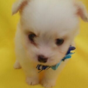 ミックス犬 - 画像 (5)