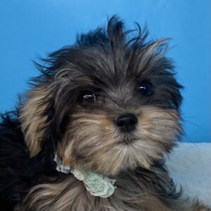ミックス犬