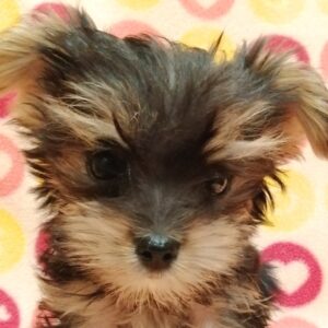 ミックス犬