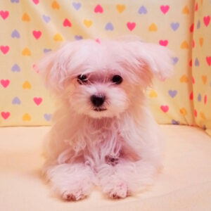 ミックス犬 - 画像 (4)