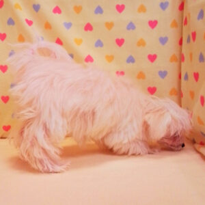 ミックス犬 - 画像 (5)
