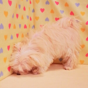 ミックス犬 - 画像 (3)