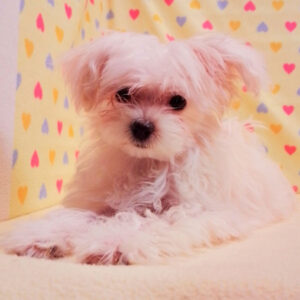 Alternative view of ミックス犬
