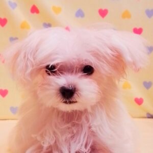ミックス犬