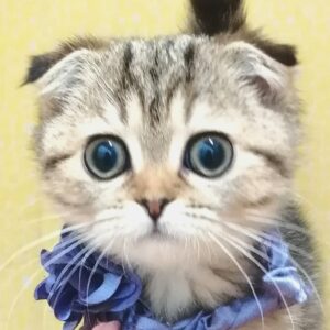 スコティッシュ・フォールド
