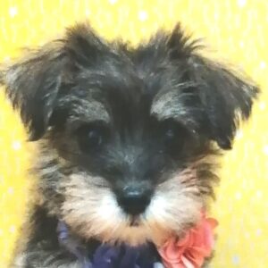 ミックス犬