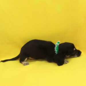 ミックス犬 - 画像 (5)