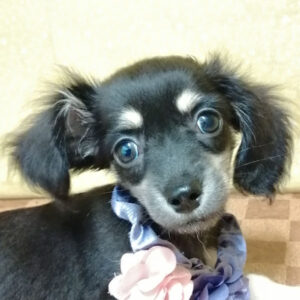 ミックス犬