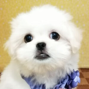 ミックス犬