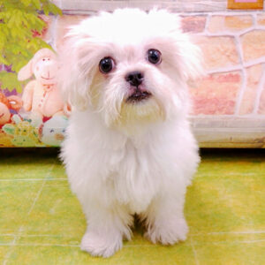 ミックス犬 - 画像 (2)