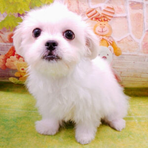 Alternative view of ミックス犬