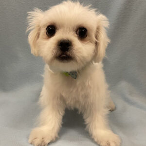 Alternative view of ミックス犬