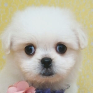 ミックス犬