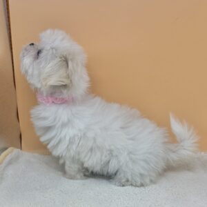 ミックス犬 - 画像 (4)