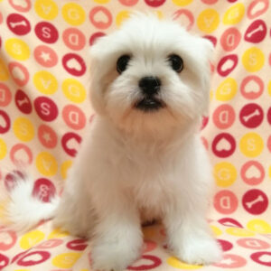 Alternative view of ミックス犬