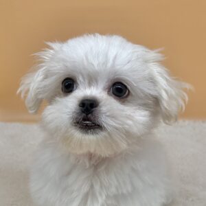 ミックス犬