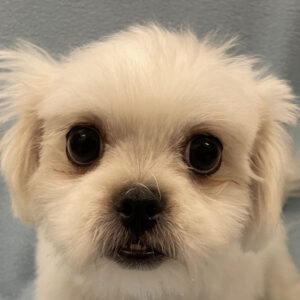 ミックス犬