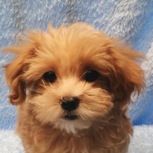 ミックス犬