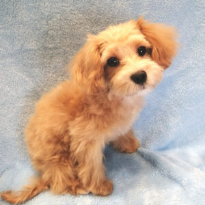 Alternative view of ミックス犬