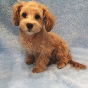 Alternative view of ミックス犬