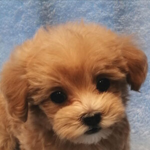 ミックス犬