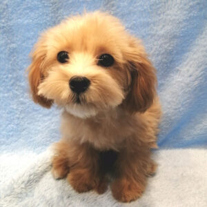 Alternative view of ミックス犬