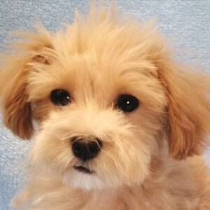 ミックス犬