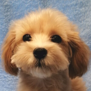 ミックス犬