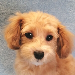 ミックス犬