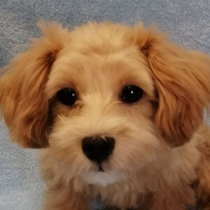 ミックス犬
