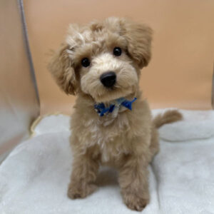 Alternative view of ミックス犬