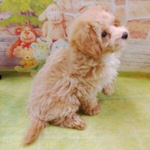 ミックス犬 - 画像 (4)