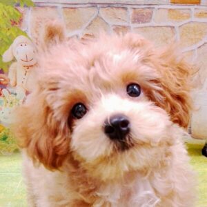 ミックス犬