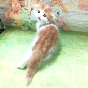 スコティッシュ・フォールド - 画像 (2)