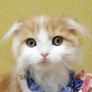 スコティッシュ・フォールド