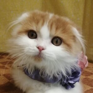 スコティッシュ・フォールド